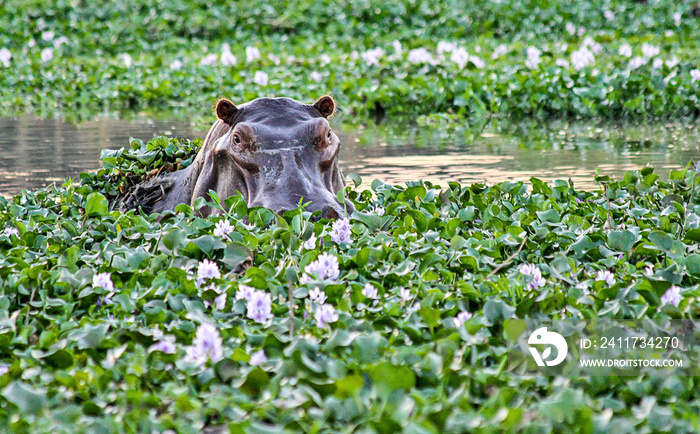 A solitary Hippo emerges from under the water hyacinths in the Zambezi River in Lower Zambezi National Park, Zambia.