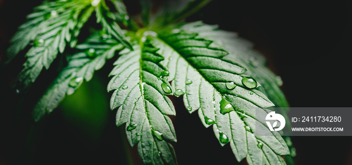 Closeup drop water on cannabis leaves or marijuana of plant on dark blurred background