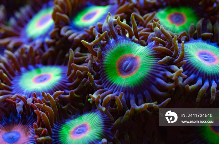 Raster Zoanthids