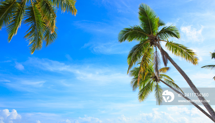 Coconut palm trees on blue sky with white clouds.