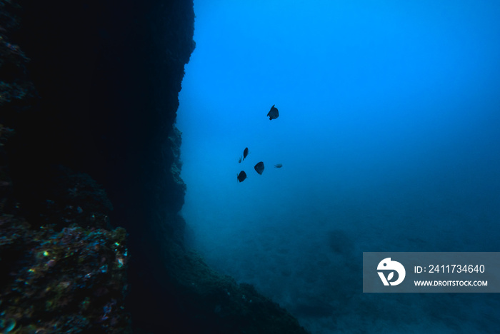 Underwater rocky bottom.