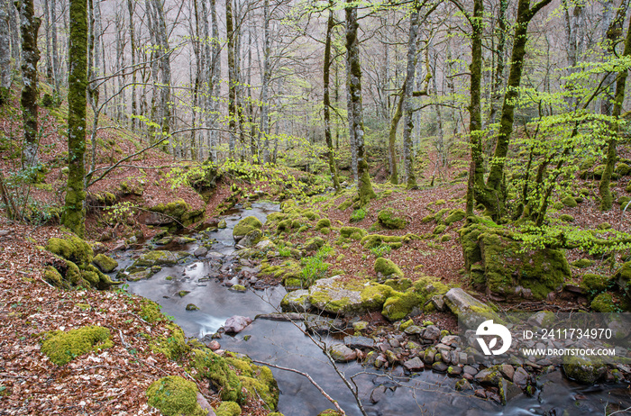 Spring stream in the forest