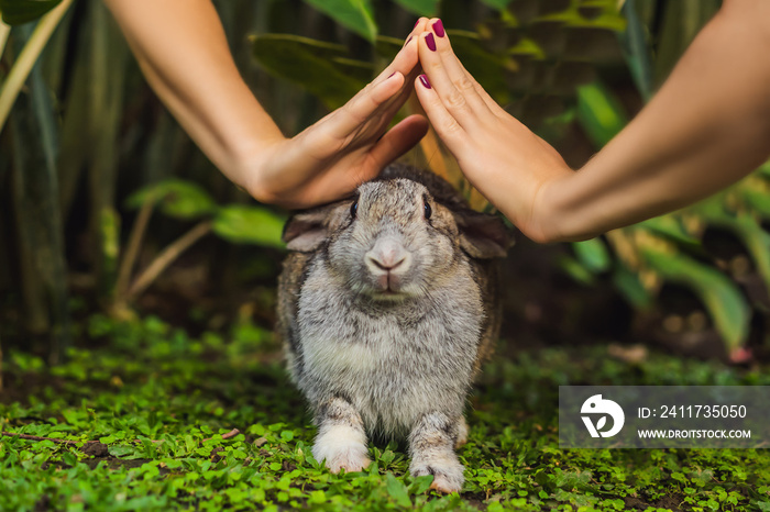 Hands protect rabbit. Cosmetics test on rabbit animal. Cruelty free and stop animal abuse concept