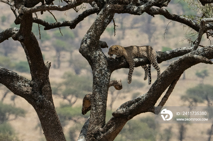 A Leopard in a Tree in Tanzania