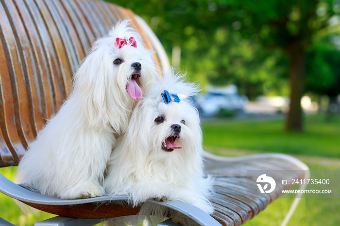 Cute maltese dog