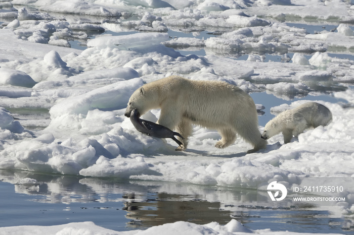 Female Polar bear (Ursus maritimus) with two cubs hunting dragging a dead ringed seal, Pusa hispida, Phoca hispida), Svalbard Archipelago, Barents Sea, Norway