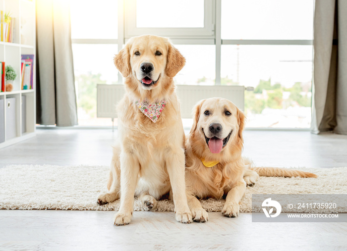 Pair of golden retrievers wearing handkerchiefs