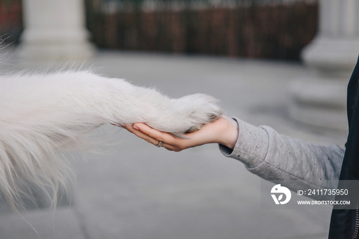 Paw and hand. Dog gives paw. Hand of owner holding a paw of dog