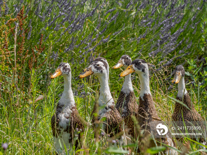 indian runner duck in the garden (Anas platyrhynchos domesticus)