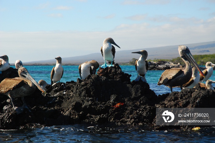 Blue Footed Boobies and Brown Pelicans Standing on Volcanic Rock