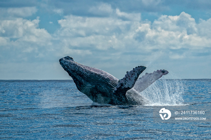 humpback whale breaching