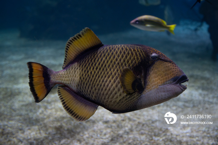 A Titan Triggerfish in an Aquarium