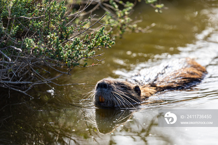 nutria