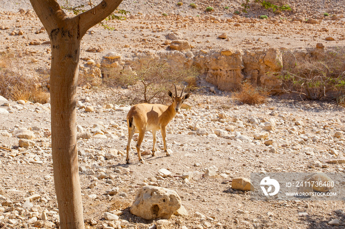 Goat in Ein Gedi national park in Israel