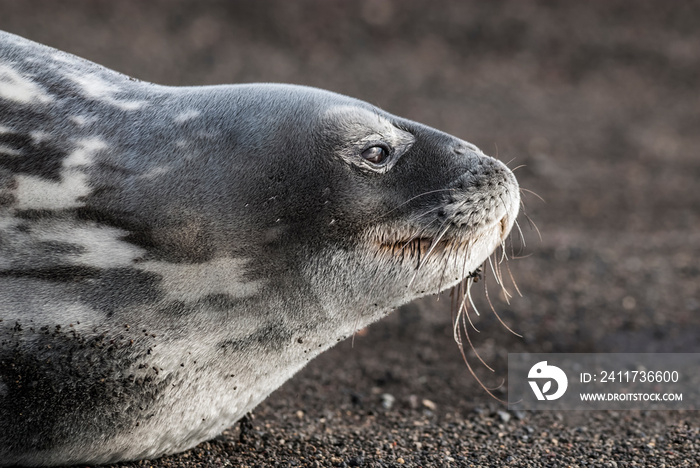 Weddell seal resting on an antartica beach,Antartic Peninsula