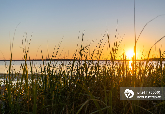 Nantucket Sunset Through The Reeds