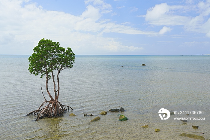 mangrove tree on the beach