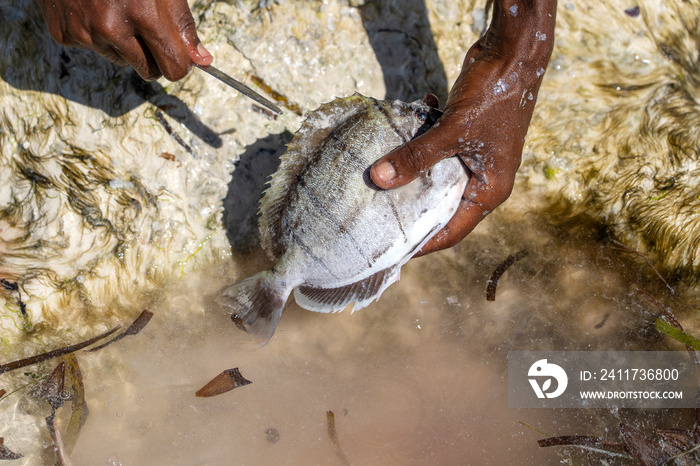 African man prepares sea fish for sale on the island of Zanzibar, Tanzania, Africa, close up