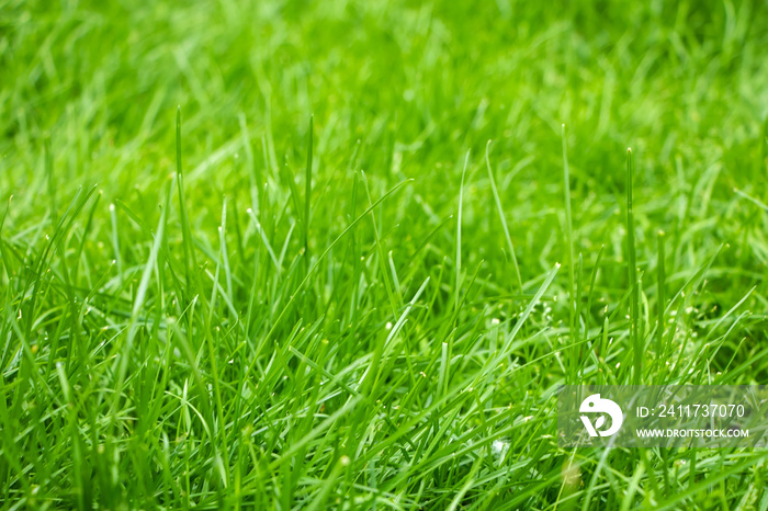 Perfect green background by the fresh grass