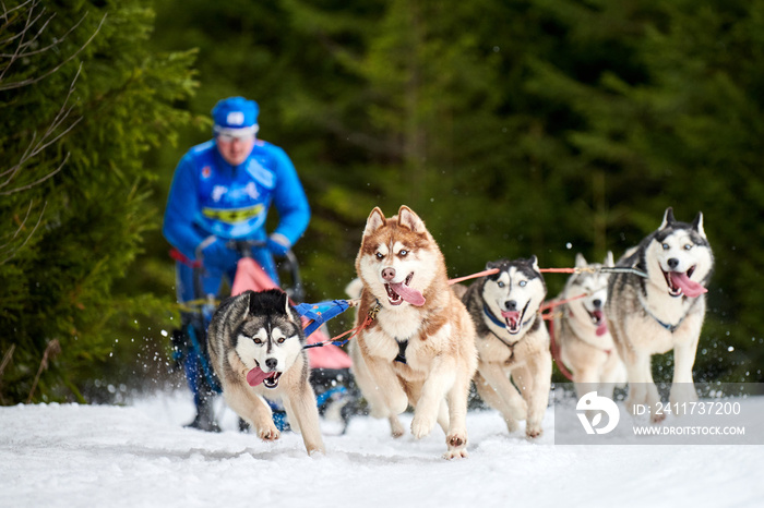 Husky sled dog racing