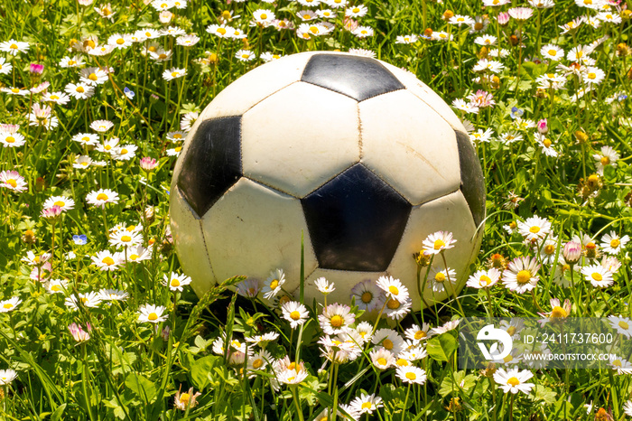 Ball on the flowers of daisies in meadow.