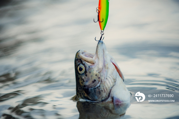 sport fishing. Fly fishing - method for catching trout. Fishing with spinning reel. Fishes catching hooks. Rainbow trout on a hook.