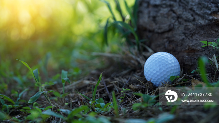 Macro of a golf ball in the rough or ong grass adjacent to the fairway.