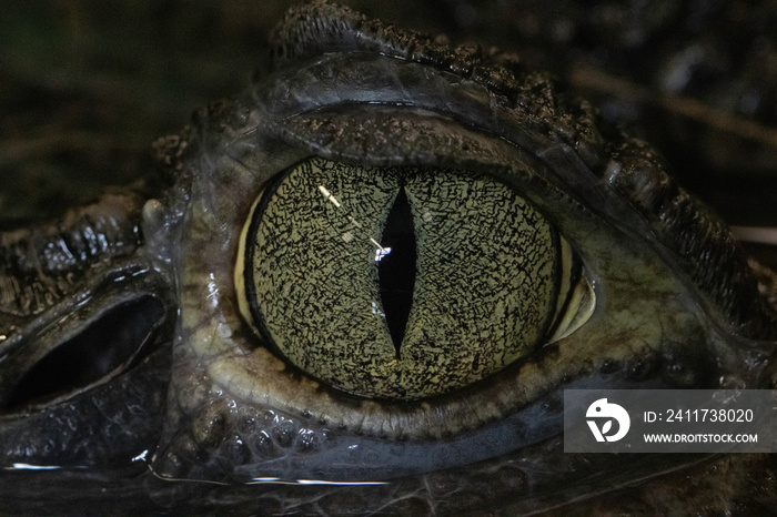 close up of an eye