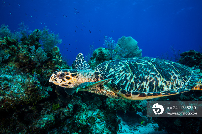 Green Sea Turtle swimming underwater at Little Cayman  in the Caribbean