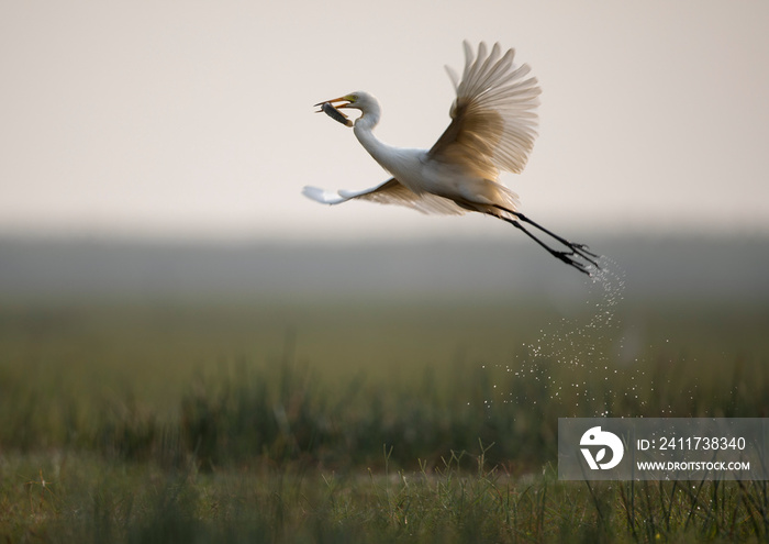 Flying with catch-Great egret (Ardea alba)