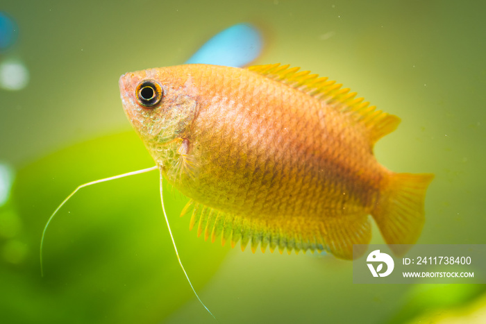 Honey gourami Trichogaster chuna tropical aquarium fish in fish tank