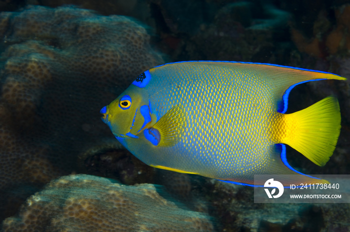 Queen angelfish underwater on coral reef  in the Caribbean