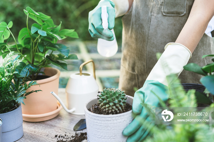 Gardener, Summer hand of woman spraying, watering plant cacti, cactus in ceramic pot, water by spray bottle on wooden table, take care in home garden. Hobby of plant, gardening or houseplant indoor.