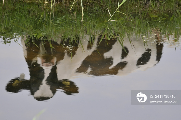 cow in Dutch landscape