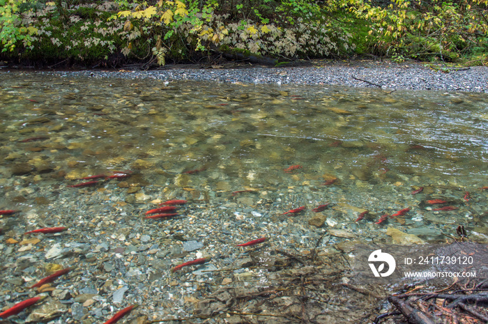 Wild salmon swimming upstream in a shallow river in the fall