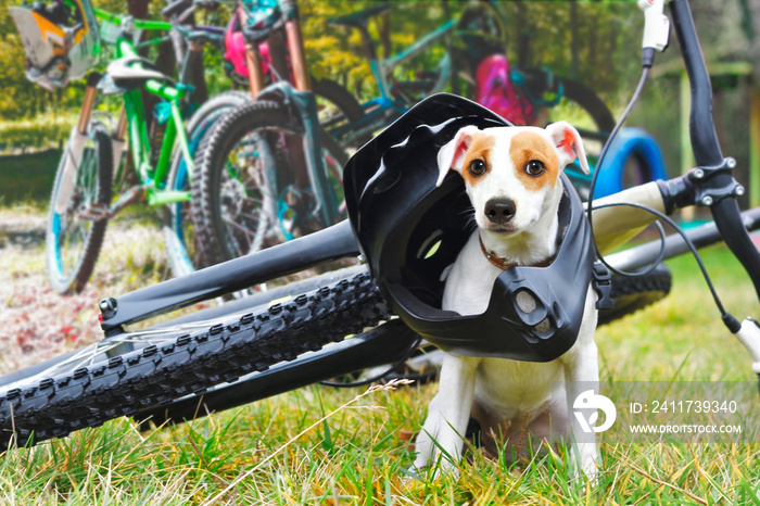 Dog in helmet sitting on bicycle background