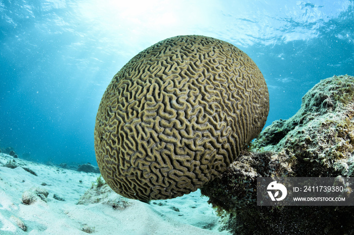 Brain coral