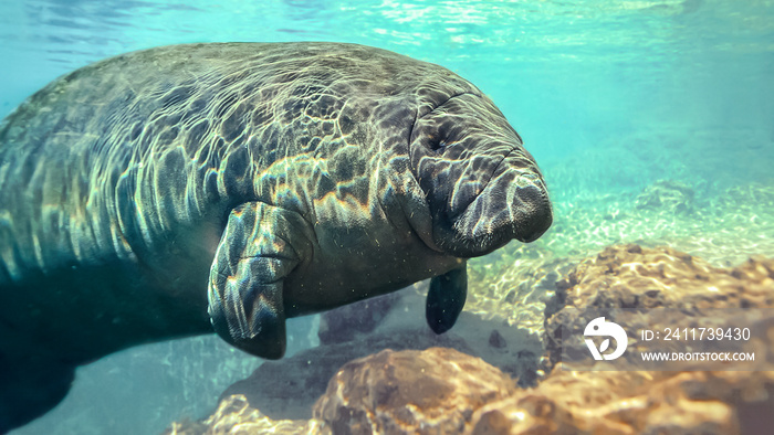 West Indian Manatee swims in clear Weekie Wachie springs