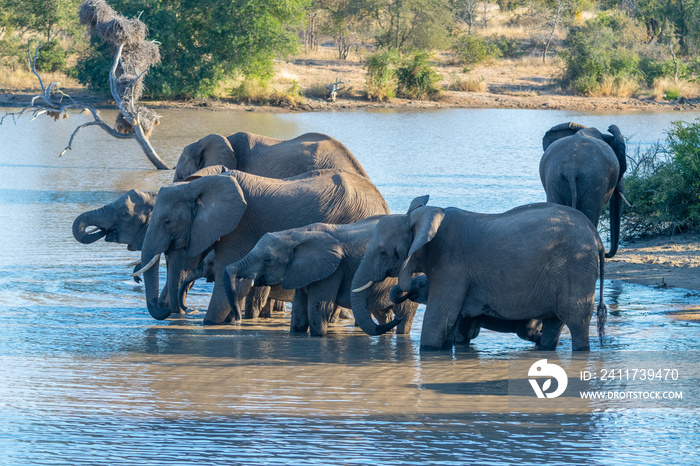 Family group of African Elephants (Loxodonta africana) drinking at a waterhole in the Timbavati Reserve, South Africa.