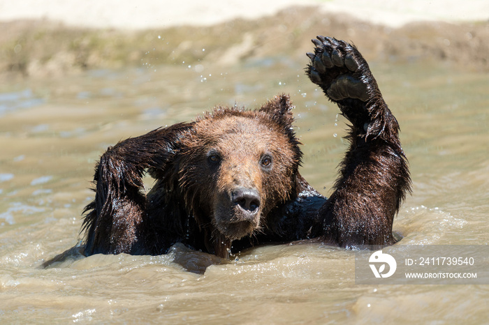 Brown bear in a water