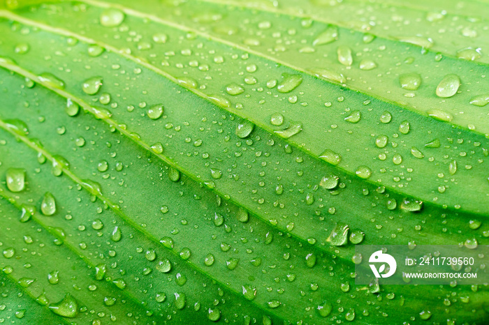 Closeup green leaf texture with raindrop. Fresh nature background.