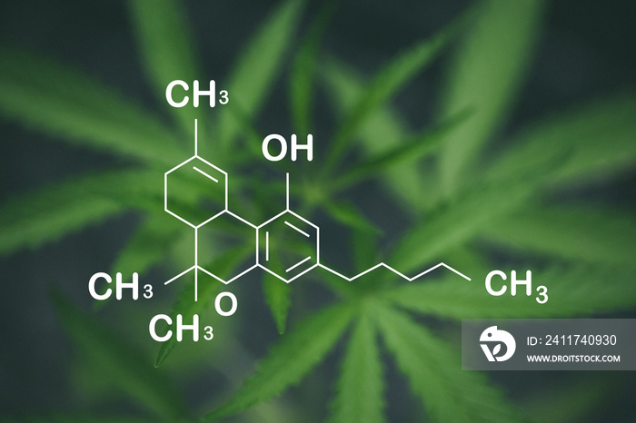 Tetrahydrocannabinol - THC - structural formula. Substance from cannabis sativa