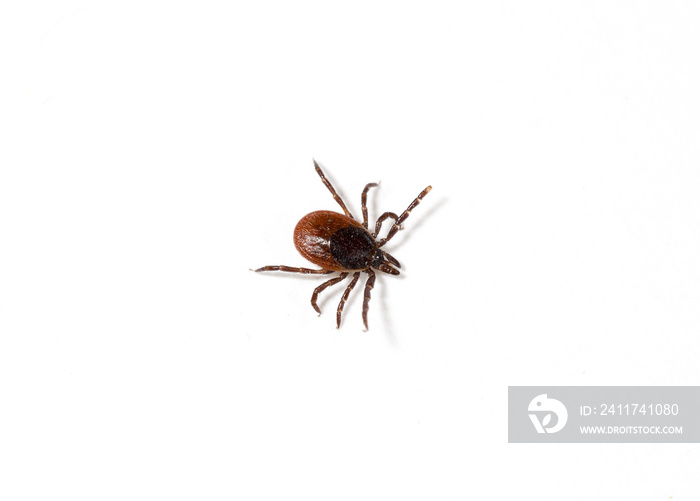 Close up shot of a tick on a white surface. Isolated on white. Copy space.