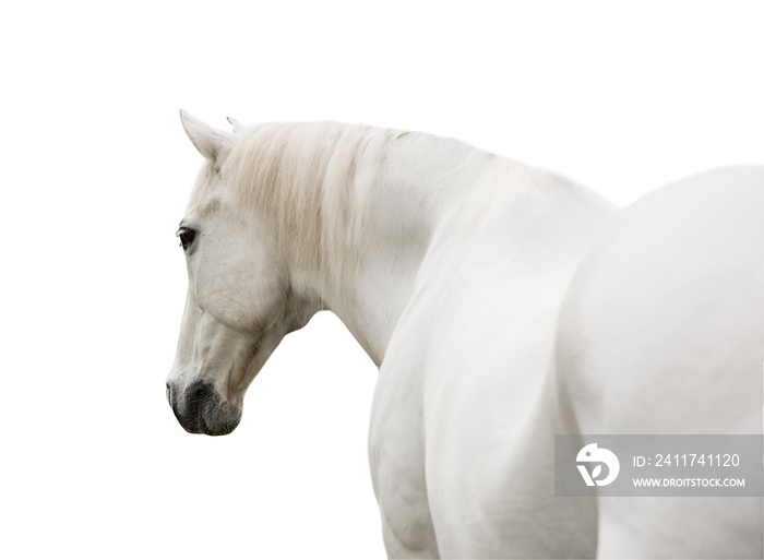 portrait white horse isolated on white background