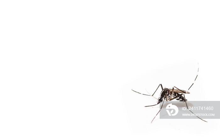 Aedes albopictus mosquito sucking blood on skin,Macro close up isolate on white background