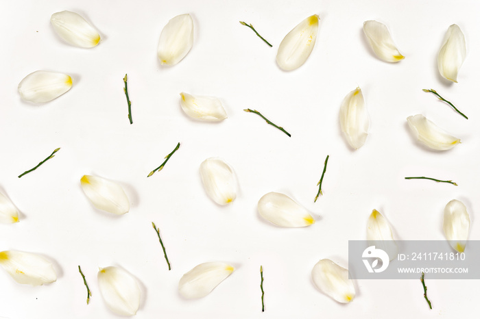 Top view of tulip petals on white background