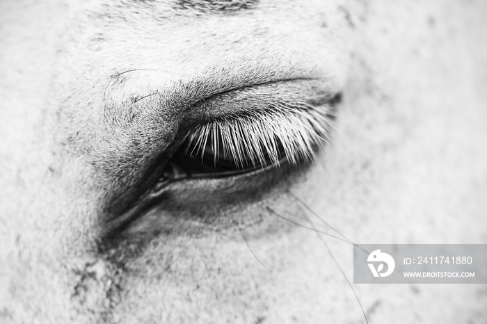 The eye of a white horse close up photo