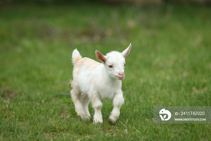 Lovely white baby goat running on grass