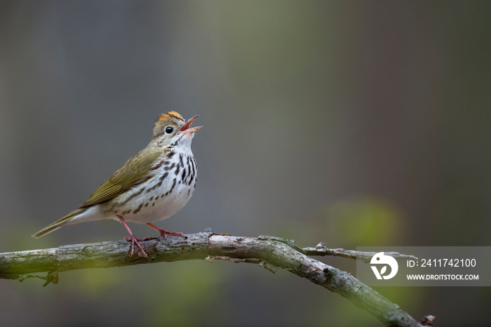 An Ovenbird sings out perched on a bare branch wiht a smooth even background in soft overcast light.