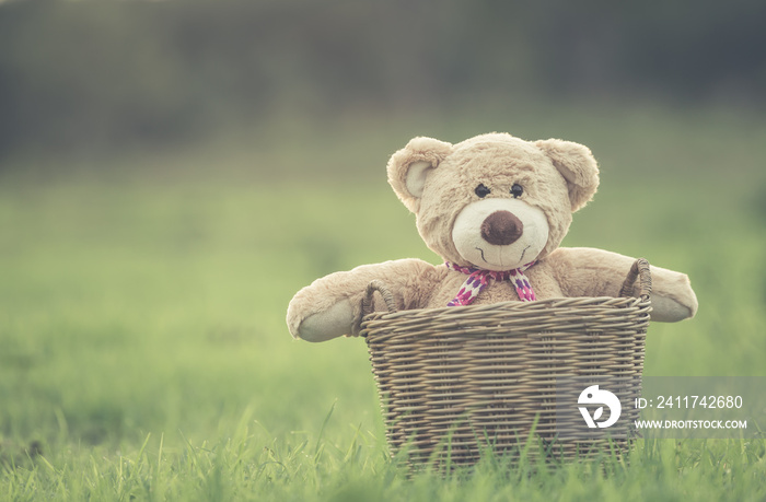 Lovely brown teddy bear in rattan basket on green field with len